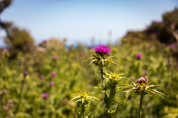 Obraz premium Thistle Flower 