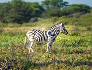Fototapeta na wymiar Zebras approach a wterhole, Khama Rhino Sanctuary, Serowe, Botswana