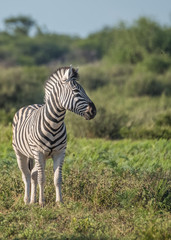 Zebras approach a wterhole, Khama Rhino Sanctuary, Serowe, Botswana