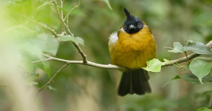 Black crested yellow bulbul