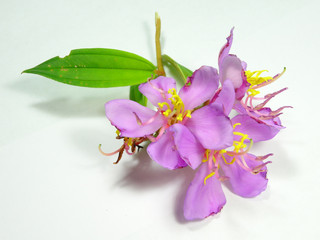 Melastoma malabathricum, known also as Malabar melastome, Indian rhododendron, Singapore...