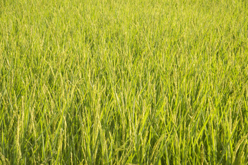 jasmine rice field background.Paddy field with sunrise in thailand