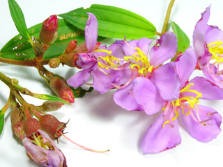 Melastoma malabathricum, known also as Malabar melastome, Indian rhododendron, Singapore...
