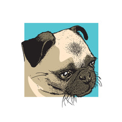 Head of dog of pug breed. Portrait of a cute pet. Color drawing, vector illustration in engraving style.