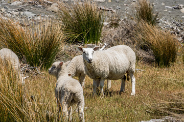 Fototapeta premium Escaped Sheep At Beach, New Zealand 