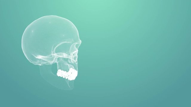 Spinning skull with plexus