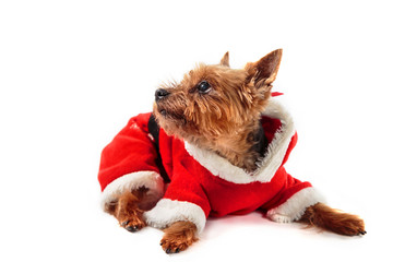 Yorkshire Terrier dressed as Santa Claus on a light background