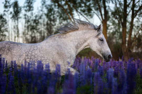 Beautiful horse running on the meadow.