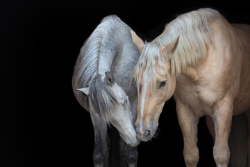 Two horses on a black background - 182522208