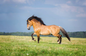 Beautiful horse running on the meadow.