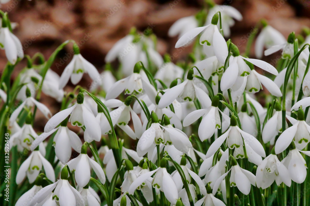 Poster snowdrops in berkshire, uk