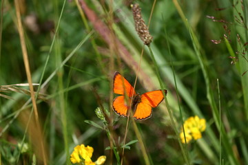 bialowieza