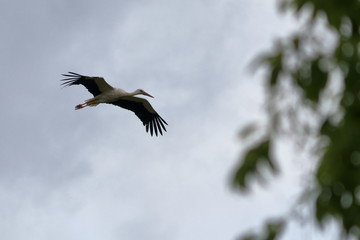 white stork