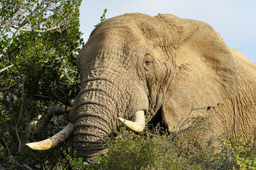 Elephants in the Addo Elephants National Park, South Africa.