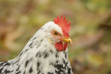 Leghorn Exchequer