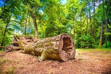 tree disease deforestation issue fallen tree sick trunk
