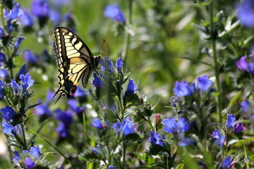 swallowtail