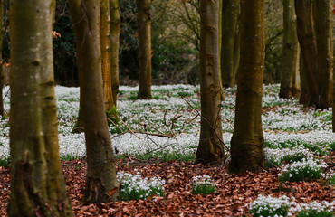 Snowdrops in Berkshire, UK