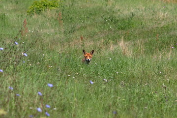red fox