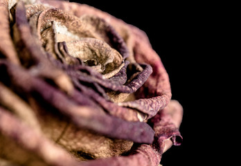 Faded and withered blossom of a rose, symbol for grief, fear and transience