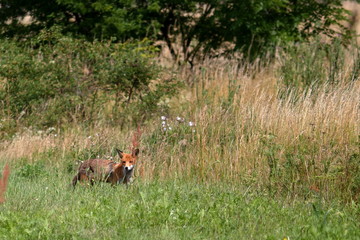 Obraz premium red fox