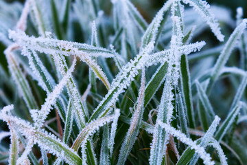 Icy Grass