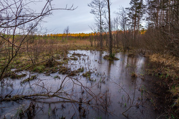 Wild nature in Estonia during early winter