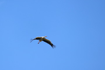 white stork