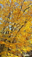 yellow leaves on the tree