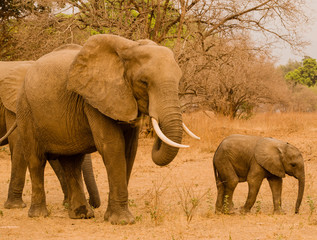 Fototapeta premium Elefanten in der Savanne vom in Simbabwe, Südafrika 