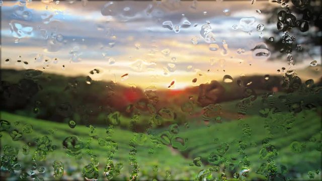 tean garden sunset through the glass it is rainning