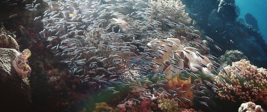 Colorful coral reef with millions of fish (School of convict blennies, Pholidichthys leucotaenia), slow motion, Wakatobi, Indonesia, Nov 2107