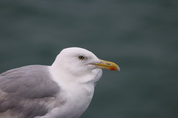 herring gull