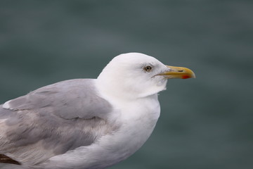 herring gull