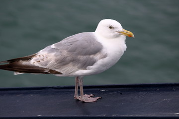 herring gull