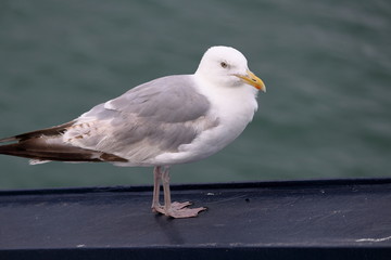 Fototapeta na wymiar herring gull