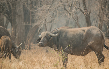 Kaffernbüffel in der Savanne vom in Simbabwe, Südafrika