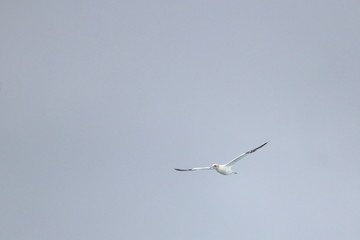 northern gannet