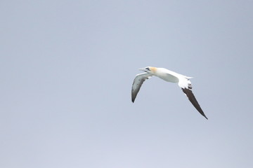 northern gannet