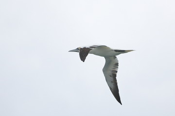 northern gannet