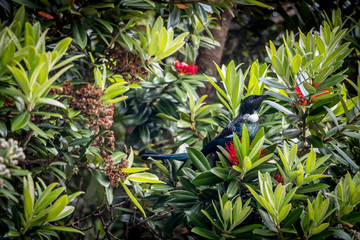 Tui Bird In New Zealand Christmas Tree (Pohutukawa)