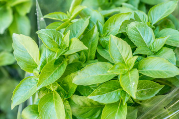 Green basil herbs. Large bunch of basil close-up.