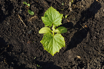 green cucumber sprout with four leaves on the background of the earth