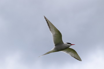 arctic tern