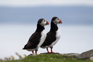 puffin