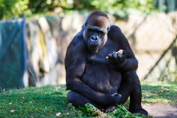 Gorilla is eating outdoors