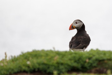 puffin