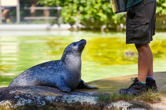 Zoo Worker Is Feeding The Fur Seal