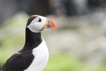fratercula arctica (puffin)