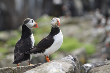 fratercula arctica (puffin)